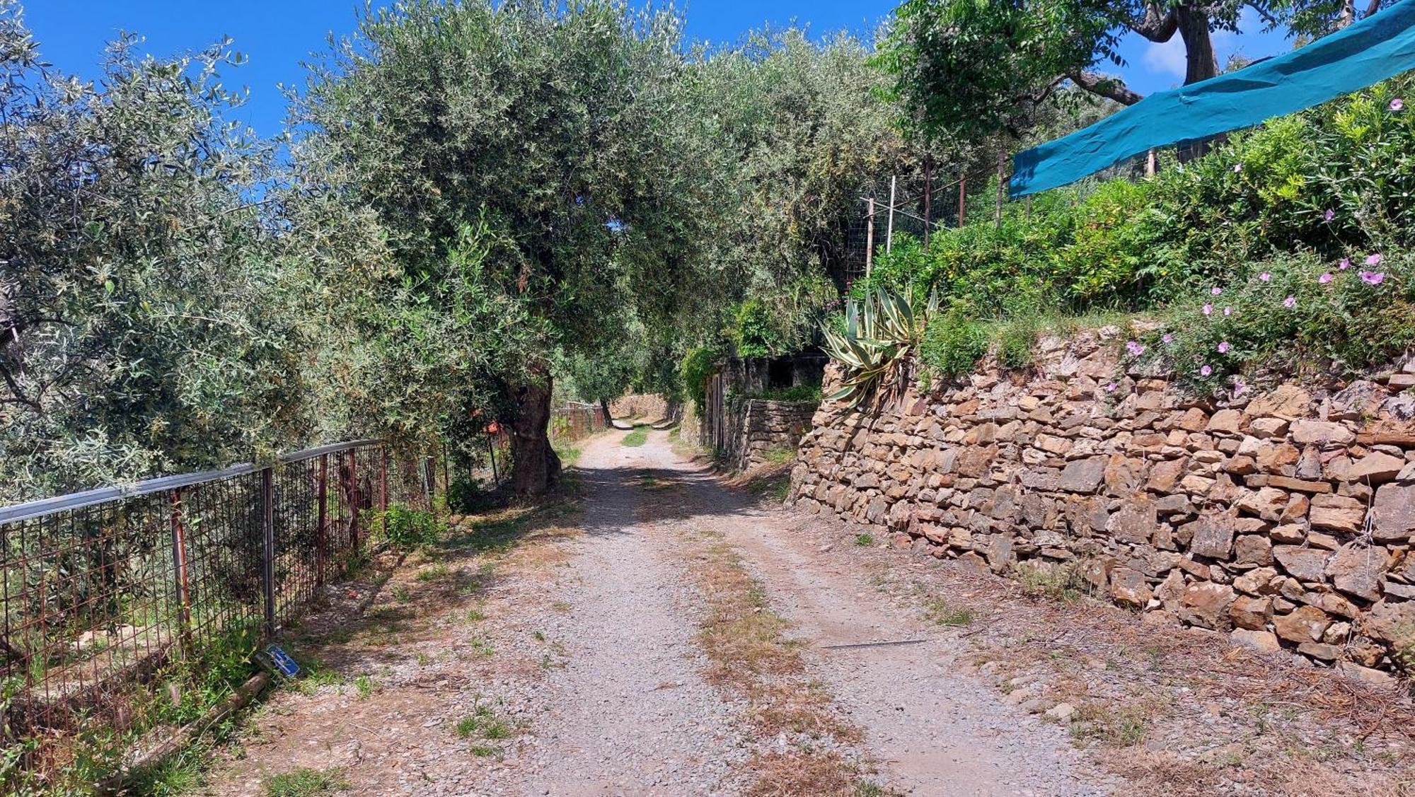 Il Nido Del Viaggiatore Vallebona Εξωτερικό φωτογραφία